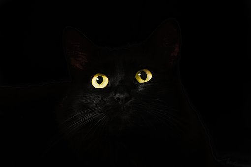 cat-eyes-2944820__340.jpg